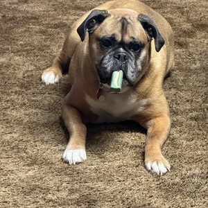 Fundraising Page: Daniel Van Ghunt